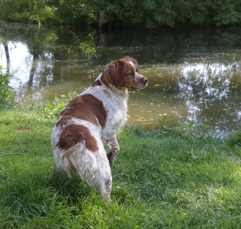 epagneul breton - BRITTANY SPANIEL