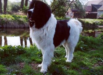 Landseer Surcouf du Domaine de Val Kurlande