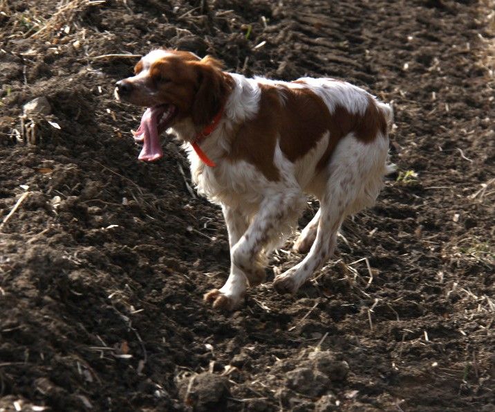 epagneul breton - BRITTANY SPANIEL